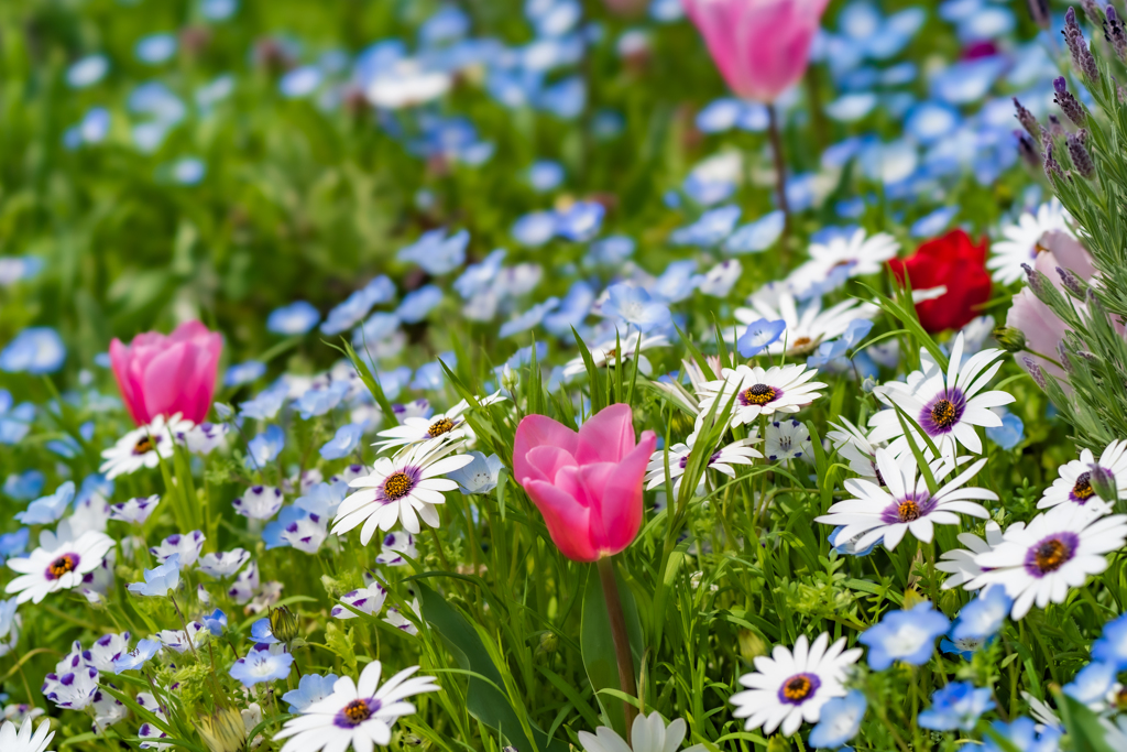 Flowers are in full bloom.