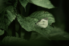 Pieris rapae