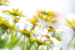 花一時、人一盛り