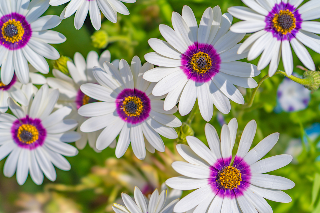 Osteospermum