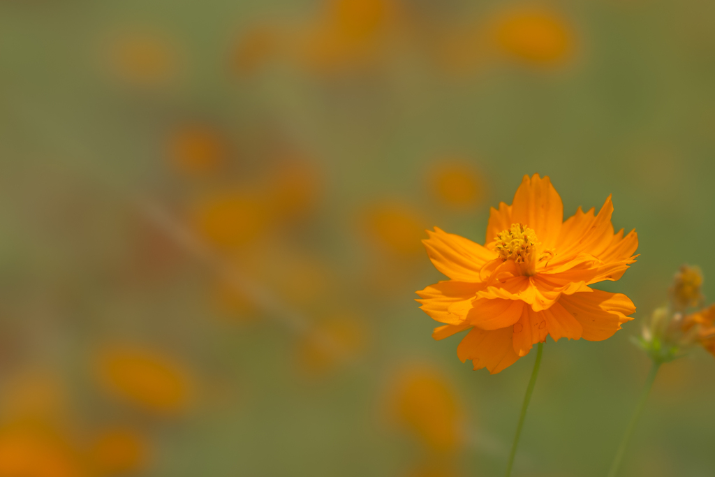 A flower blossoms for its own joy.