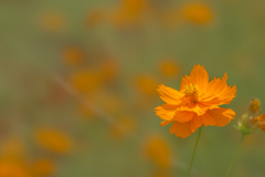 A flower blossoms for its own joy.