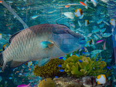 Sony Aquarium 2019 