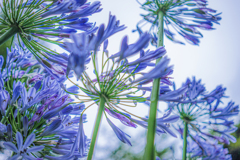 Agapanthus