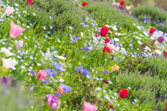 Do you have a favorite flower?