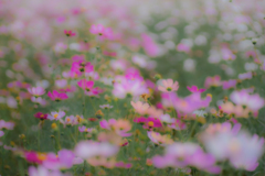 秋桜