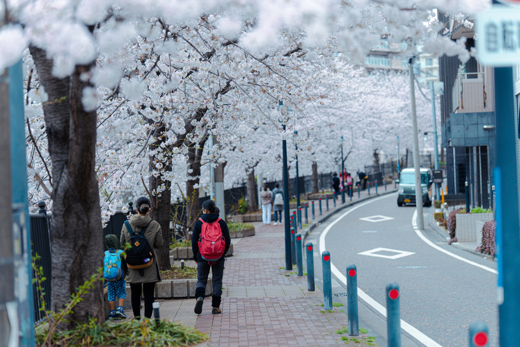 桜咲く