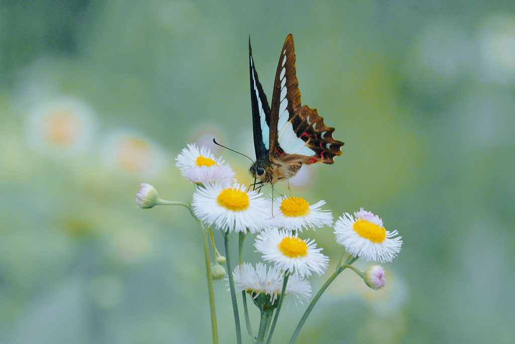 幸福とは蝶のようなものだ。