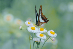 幸福とは蝶のようなものだ。