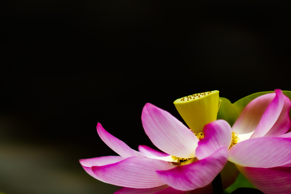 ドブに落ちても根のある奴は　いつかは蓮の花と咲く