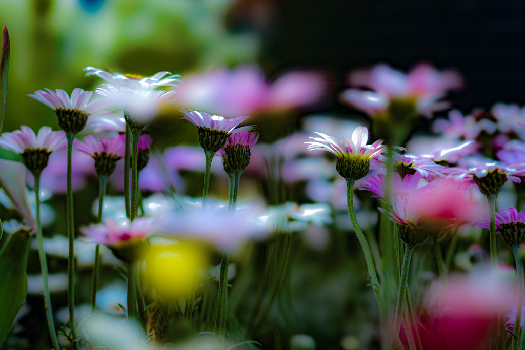 Flowers bloom