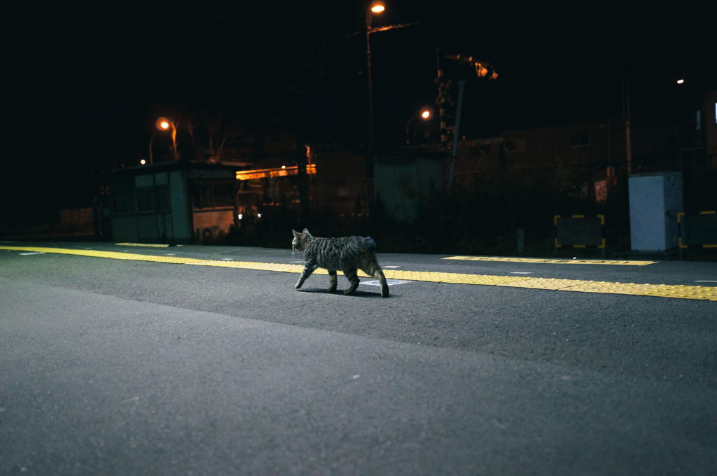 Even cats grow lonely and anxious.