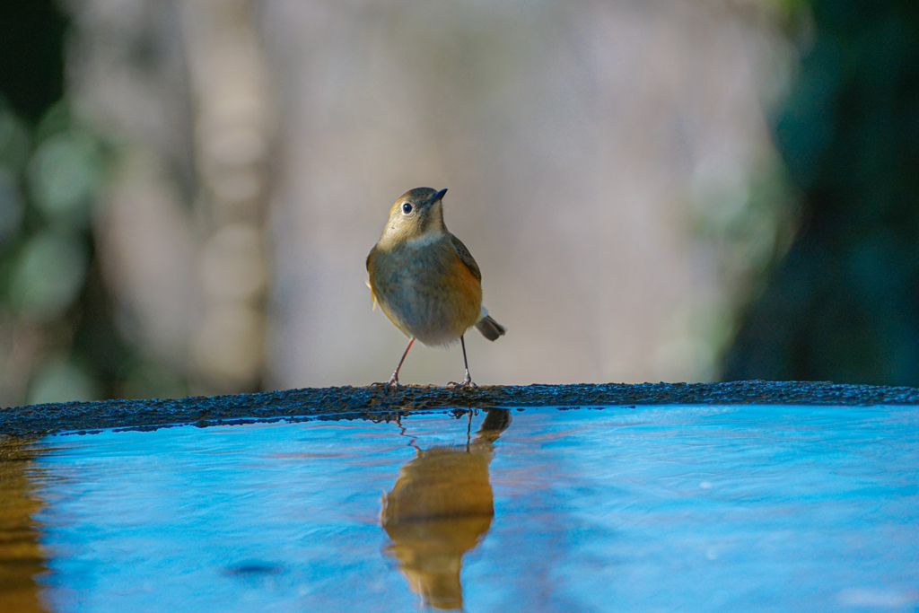 a little bird told me