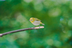 A bird is joy incarnate.