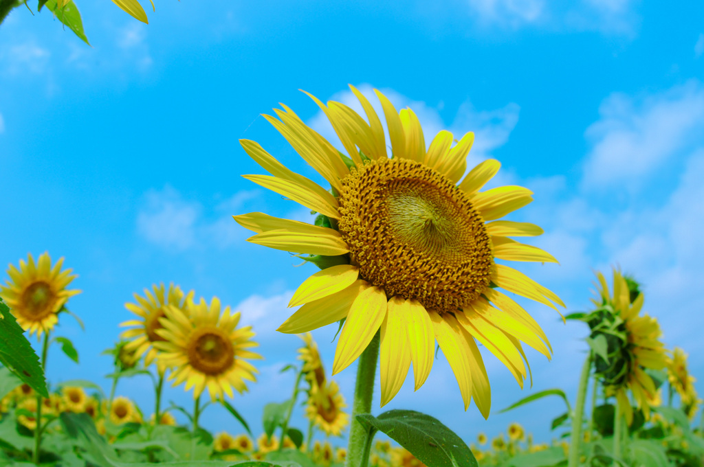It’s what the sunflowers do.
