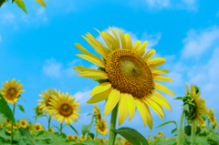 It’s what the sunflowers do.