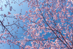 明日ありと思う心の仇桜 