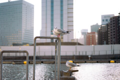 Jonathan Livingston Seagull