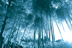 竹