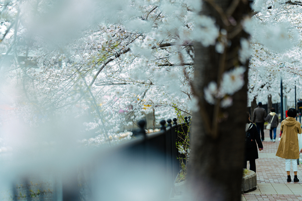 明日ありと思う心の仇桜