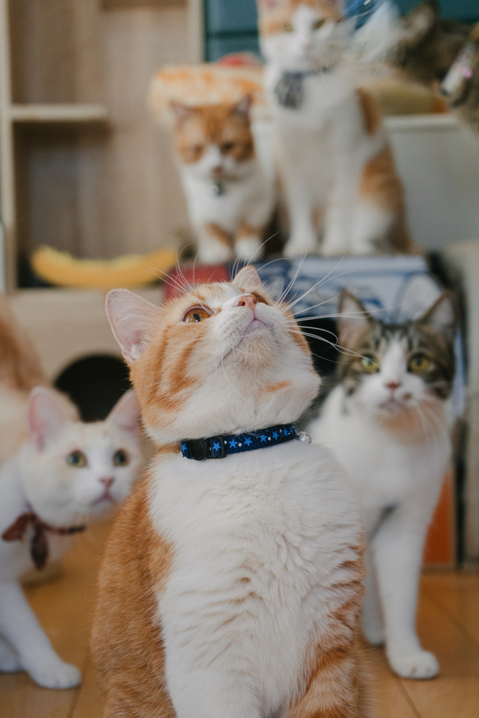 A cat has absolute emotional honesty.