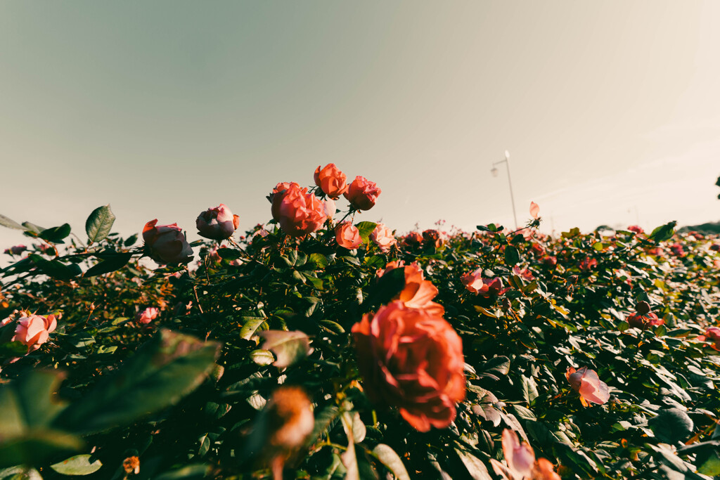 Life is a bed of roses.