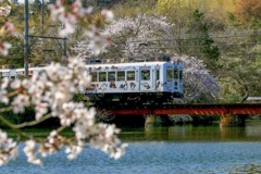 桜とたま電車