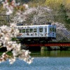 桜とたま電車