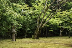 高桐院
