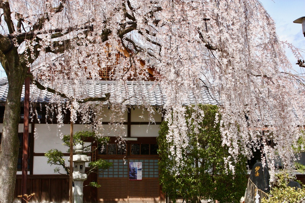 本満寺　枝垂れ桜