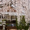 本満寺　枝垂れ桜