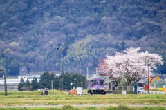 桜満開の北条鉄道