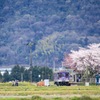 桜満開の北条鉄道