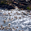 春の川