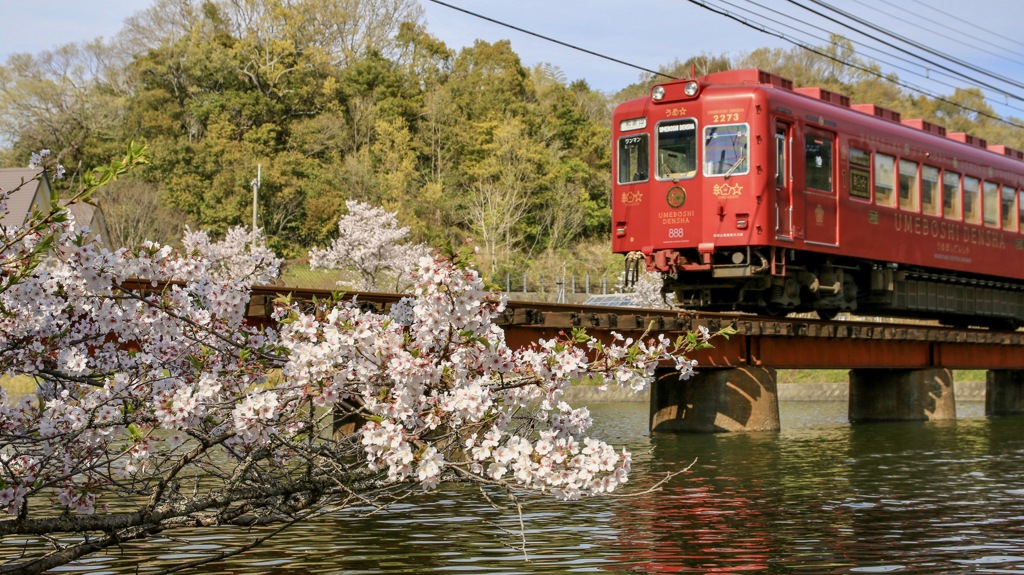 桜と梅干し電車