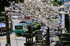 江ノ電桜の季節