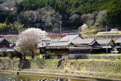 近鉄大阪線の春1