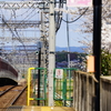 近鉄大阪線の春5