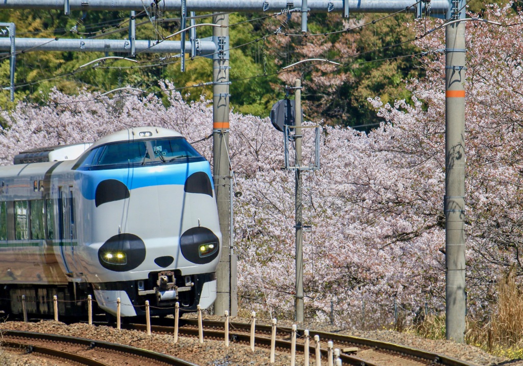 パンダのお花見