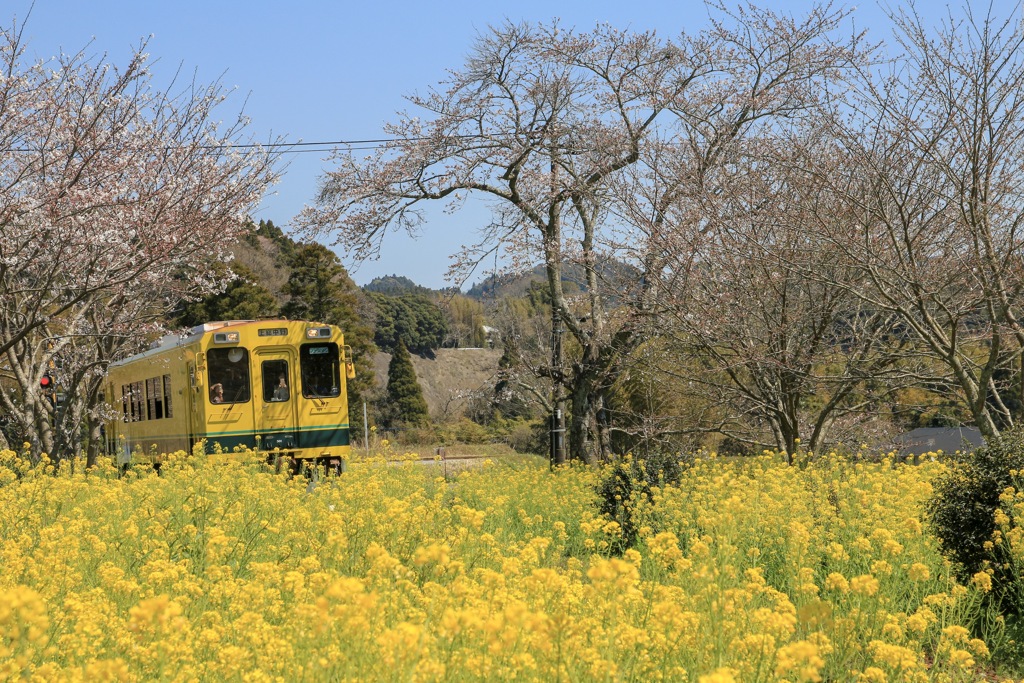 いすみ鉄道と言えば菜の花