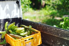 近くのマンゴー農園でバナナを発見