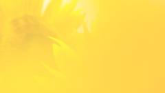 daydream_yellow