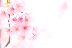 淡 桜