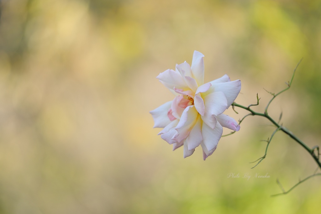 薔薇の精霊
