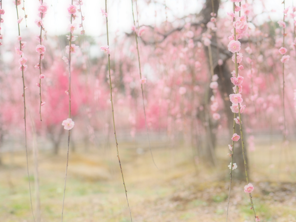 梅花麗し