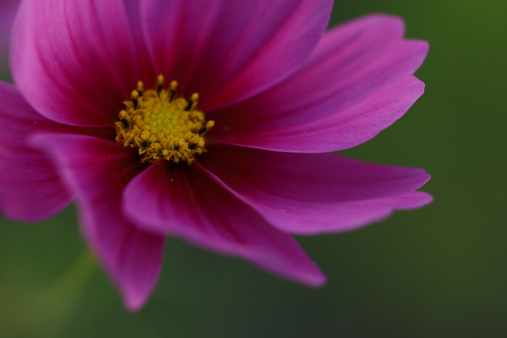 Cosmos