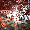もみじふる