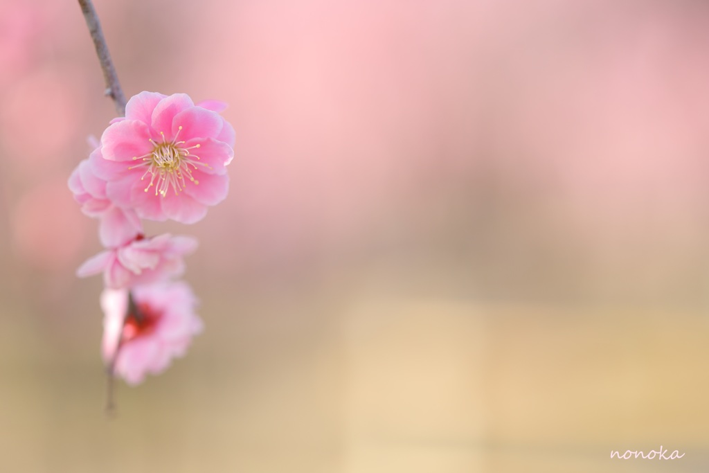 花笑み
