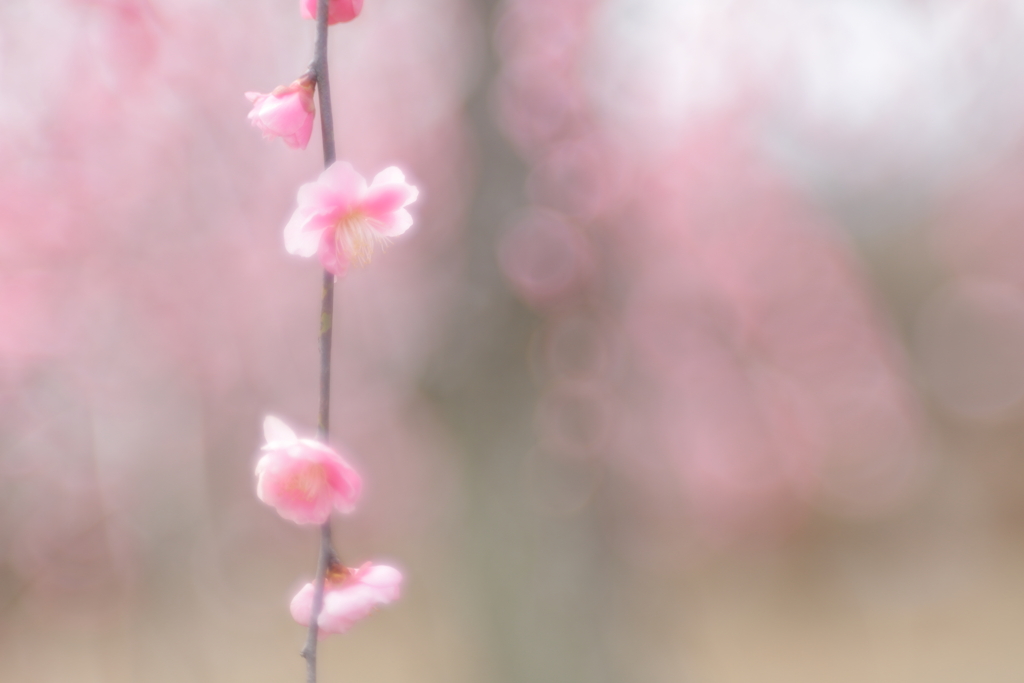春に寄す