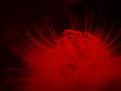 passion